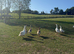 African Embden Toulouse Hybrid Mixed Goose Geese Hatched Chicks
