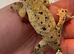 2 x Crested Gecko&rsquo;s with full setup