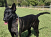 Workingline belgian shepherd puppies