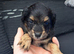 Jack Russell x chihuahua puppies