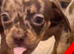 Dachshund puppies for sale