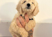 Cockapoo puppies ready to go !