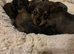 Irresistible pure Dachshund pups