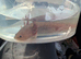 Copper axanthic Melanoid baby axolotl