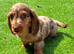 KC REG Long Haired Dachshunds