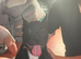 Sweet Frenchie x Staffy puppy