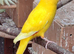 Kakariki male
