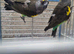 Stunning meyers breeding pair