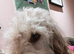 Cockapoo adult for rehoming