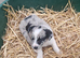 Lovely Farm Reared Merle Pups
