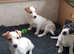 MINIATURE  JACK RUSSELL PUPPIES