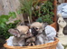 Longhaired Chihuahua boys - Rare Wolf Sable Coat