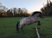 Welsh mountain pony lightly backed for sale