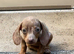 Miniature dachshund