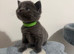 Blue & Lilac BSH Mix Kittens – Fold & Straight
