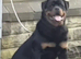 Top Bloodline Rottweiler pup