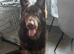 chocolate german shepherd