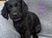 Gorgeous KC reg Cocker Spaniel pups (working type)