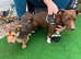 INTRODUCING OUR ADORABLE JACK RUSSELL PUPS