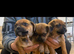 Jug puppies