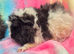 3x male Alpaca Guinea pigs for sale