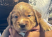 2 KC registered working Cocker Spaniel boys.