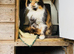 3/4 Ragdoll kittens