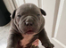 Micro Bully Puppies