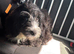 Male cockapoo