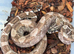 Young boa forsale