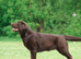 Beautiful Show English Labrador Chocolate Female