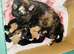 Beautiful really social kittens used to kids and dogs