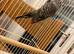Black wing /face budgies breeding pair