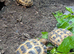 Baby horsfield tortoises + setups