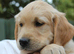Litter of Golden Retriver puppies