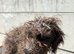Yorkiepoo girl 5 months old