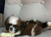 Shih Tzu puppy