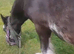 Handsome Cob Gelding Payment Plan accepted & Livery