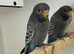 Blackface budgie