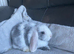Mini lop litter also mini cashmere lops.