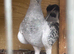 Pair of birds for sale