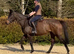 Beautiful TB mare 15.2h 10 yrs old