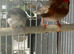 Triple orange finches