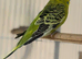 Young Indoor-Raised Budgies perfect pets Cheshire