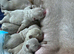 English bulldog puppies