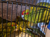 Young Kakirikis
