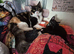 Unique and Exquisite Kittens Ready Now