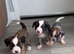 Kc registered Chinese crested
