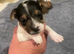 Jack Russell x chihuahua
