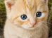 GCCF registered Chunky kittens